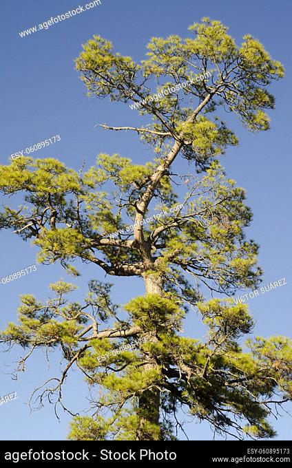 Canary Island pine (Pinus canariensis). Integral Natural Reserve of Inagua. Gran Canaria. Canary Islands. Spain