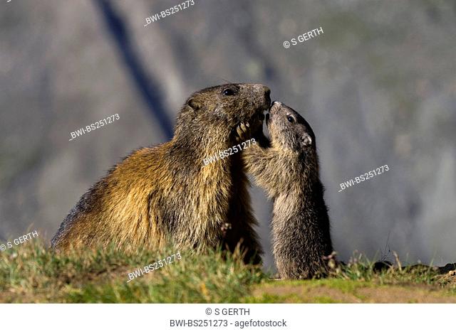 alpine marmot Marmota marmota, mother with pup, Hohe Tauern National Park, Grossglockner