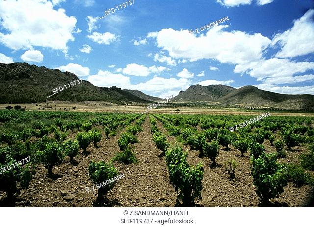 Jumilla wine-growing region, Spain, home of Monastrell grape