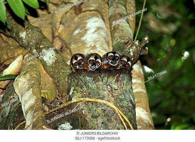 Night Monkey (Aotus sp.). Five individuals in a tree, Peru