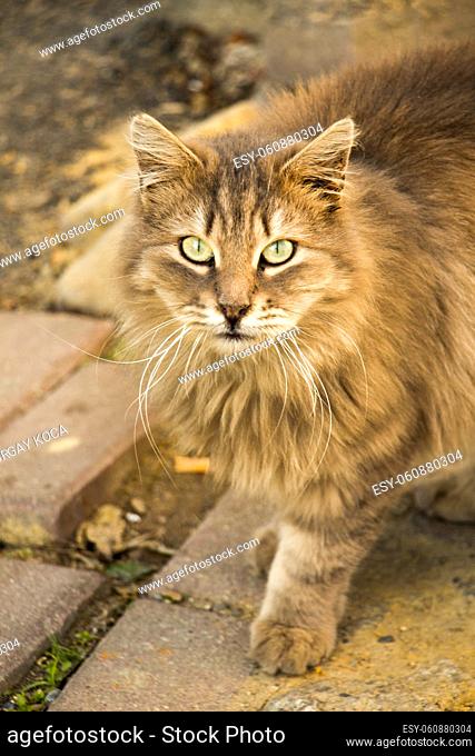 Another portrait of the homeless street cat