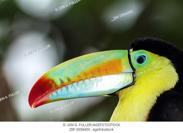 The Keel-billed Toucan, Sulfur-breasted Toucan or Rainbow-billed Toucan, Ramphastos sulfuratus, is the national bird of Belize