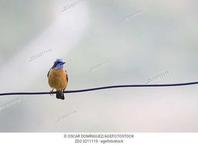 Blue-capped Rock-thrush (Monticola cinclorhyncha), male perched on wire. Pangot. Nainital district. Uttarakhand. India