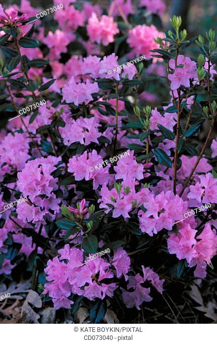 Rhododendron "Olga"