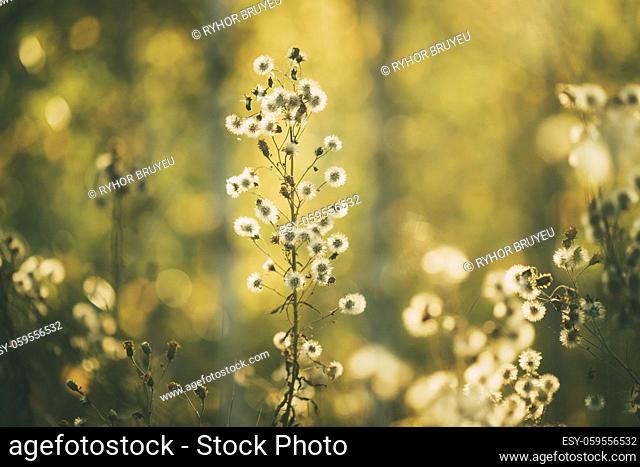 Dry Flowers Of Conyza Sumatrensis. Guernsey Fleabane, Fleabane, Tall Fleabane, Broad-leaved Fleabane, White Horseweed, And Sumatran Fleabane