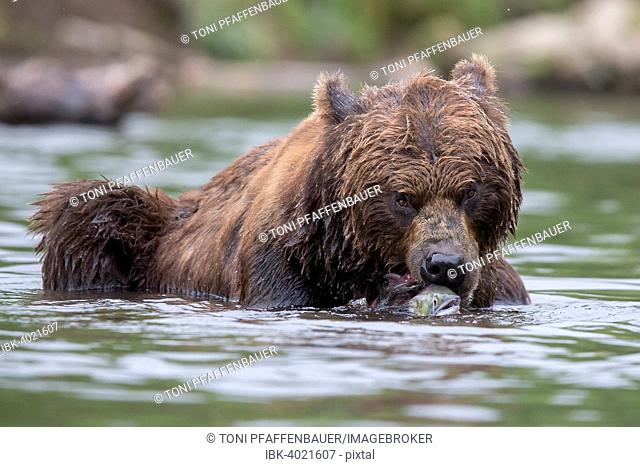 Brown bear (Ursus arctos), with Sockeye Salmon (Oncorhynchus nerka), Kamchatka, Russia