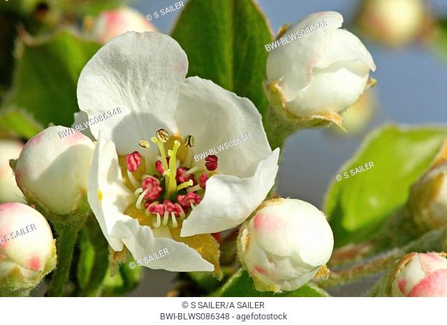 common pear Pyrus communis, detail of blossoms, Germany, Baden-Wuerttemberg, Schwaebische Alb