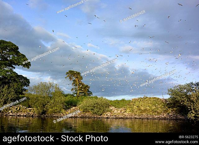 Black-headed Gull (Chroicocephalus ridibundus) flock, in flight, after being disturbed from colony at edge of reservoir, Killington Lake, Killington Beck