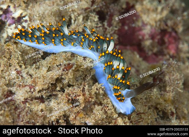A nudibranch, Cuthona yamasui, slithers over the seabed, Taliabu Island, Sula Islands, Indonesia