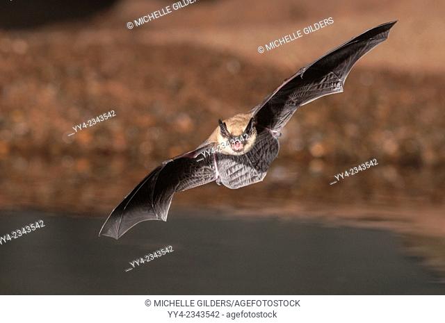 Big Brown Bat, Eptesicus fuscus, Green Valley, Arizona, USA; native to N America, C America, Caribbean & northern S America