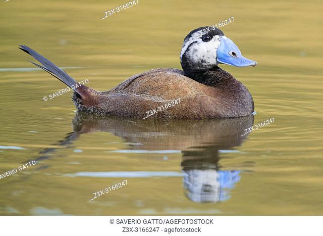 White-headed Duck (Oxyura leucocephala), side view of a second summer male in a lake