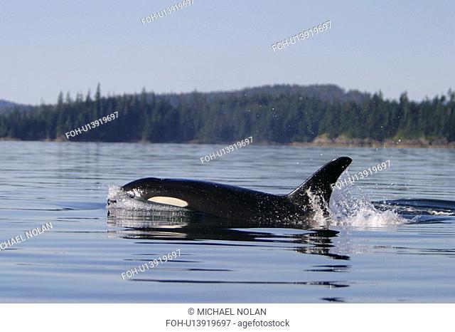 Adult female Orca Orcinus orca surfacing in Southeast Alaska, USA. Pacific Ocean