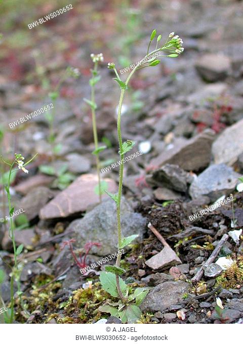 wall whitlow-grass Draba muralis, plant on gravelly ground