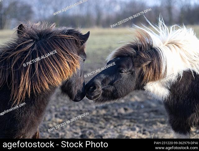 20 December 2023, Hesse, Wehrheim: Two Icelandic horses sniff each other on their pasture in the Taunus. Thanks to their thick coats