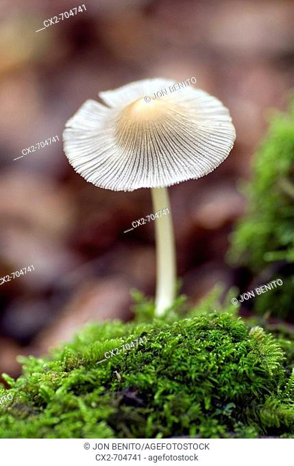 Mushroom on moss. Irati Forest, Navarra, Spain