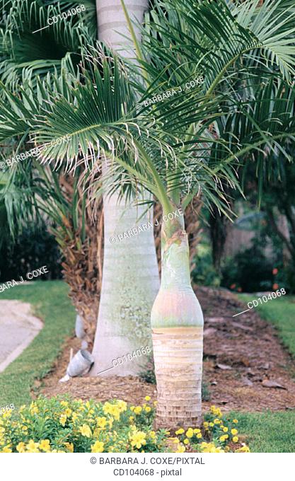 Bottle Palm (Mascarena lagenicaulis, Hyophorbe lagenicaulis)
