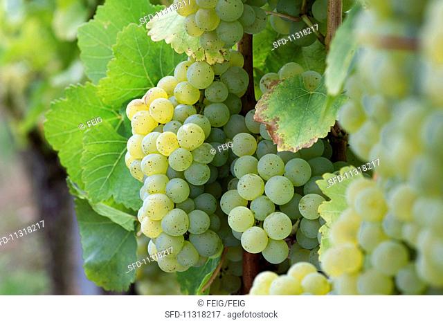 Riesling grapes