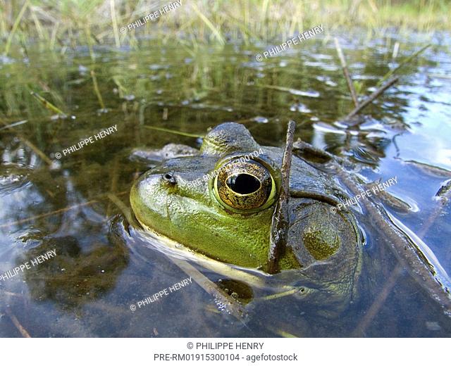Bullfrog, American Bullfrog, Rana catesbeiana