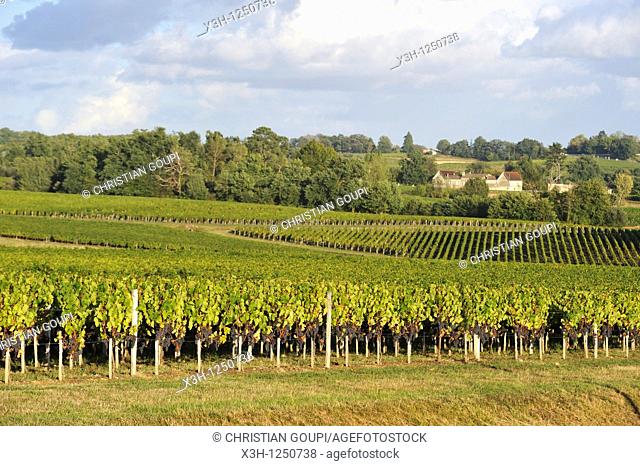 Lalande de Pomerol's vineyard, Gironde department, Aquitaine region, south-western France, Europe