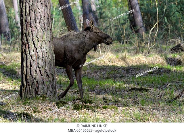 Moose, Elk, Alces alces, Germany, Europe
