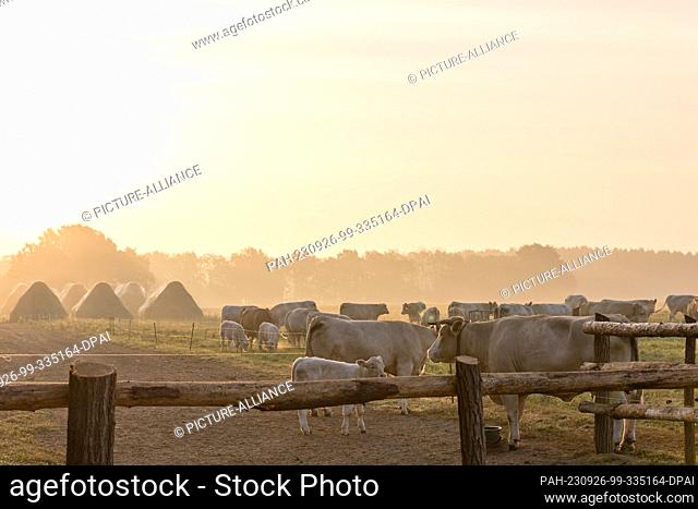 26 September 2023, Brandenburg, Hänchen: Cattle stand in a meadow in the Spree-Neisse district of southern Brandenburg. After a cool night