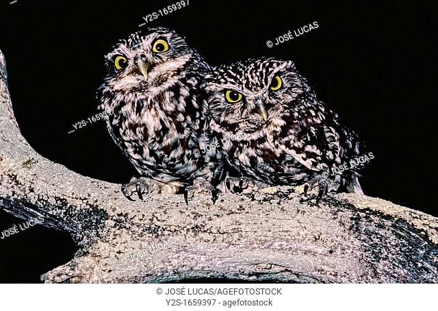 Little Owl, Athene noctua, Doñana National Park, Andalusia, Spain