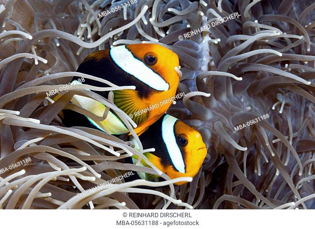 Couple Clarks anemone fish, Amphiprion clarkii, Florida Islands, the Solomon Islands