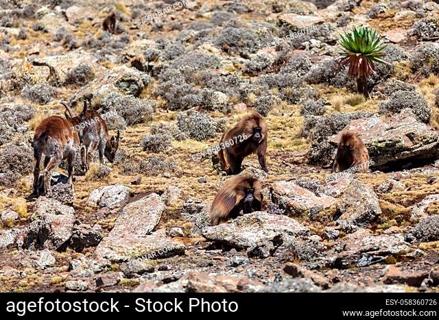 herd of endangered endemic animal Gelada monkey on rock, with mountain view. Theropithecus gelada, in Ethiopian natural habitat Simien Mountains