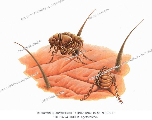 Jigger fleas burrow into exposed skin on mammals