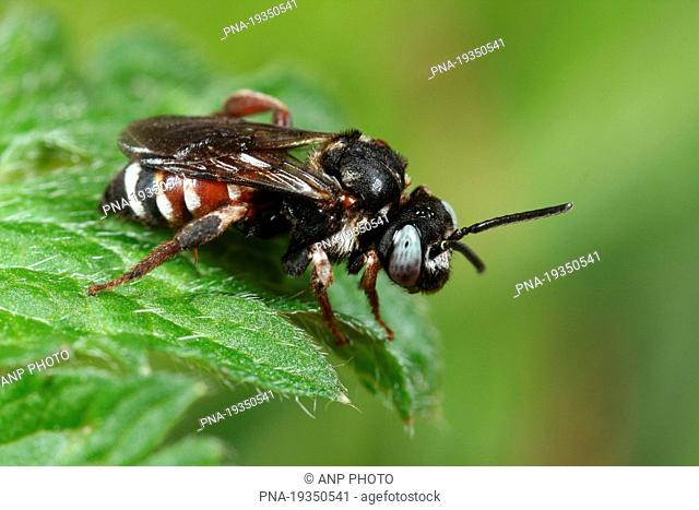 Cleptoparasitic Bee Epeoloides coecutiens - National Park Cross-border park De Zoom, Kalmthoutse heide, Landgoed Groote Meer, Ossendrecht, Campine