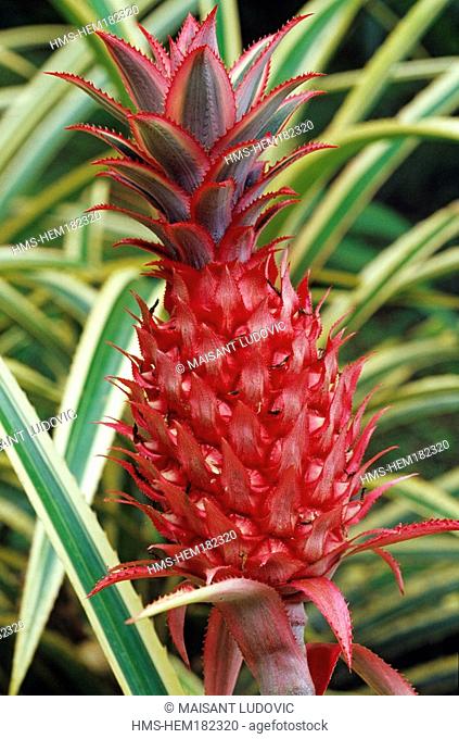 Costa Rica, Guanacaste, Peninsula Papagayo on the west coast, decorative pineapple called Ananas bracteatus