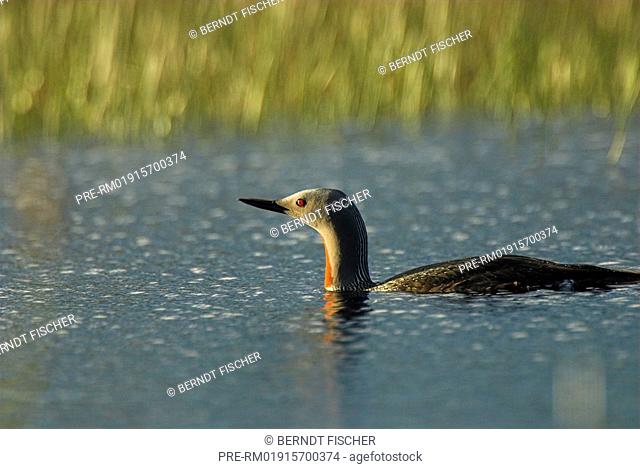 Red-throated Diver, Red-throated Loon, Gavia stellata