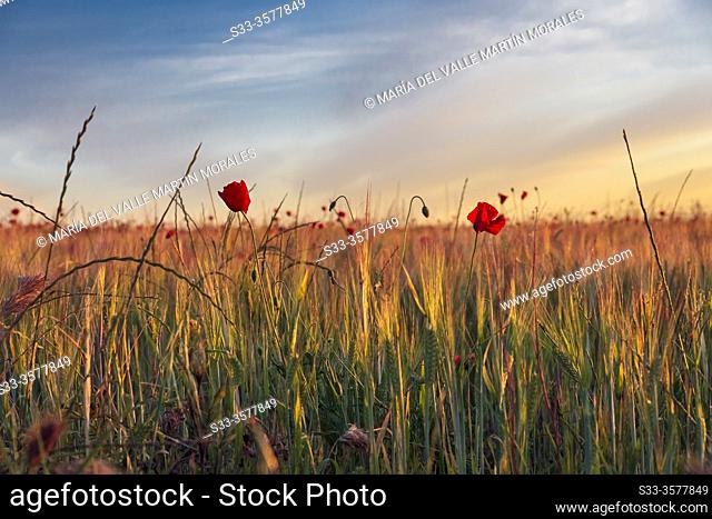 Poppies in a field of wheat, early in the morning. Madrid. Spain. Europe