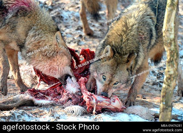 Wolves with prey
