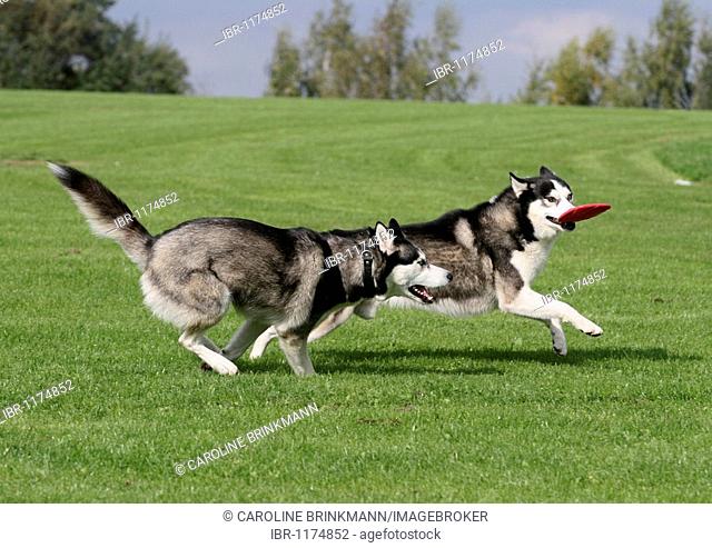 2 Siberian Huskys running over a meadow and playing with a Frisbee disc
