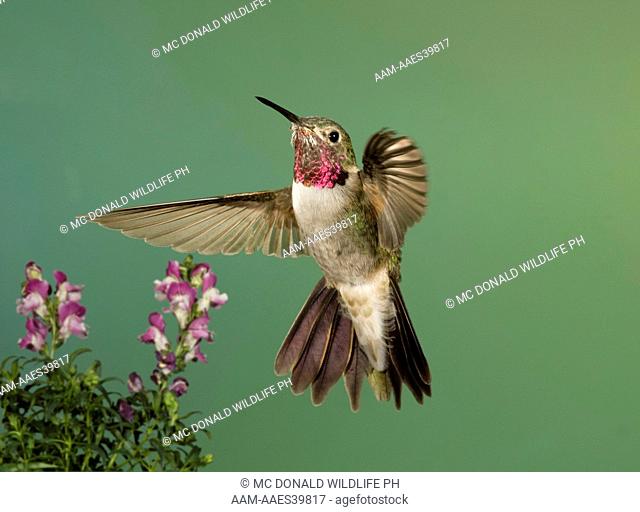 Broadtail Hummingbird, Selasphorus platycercus, in flight at sugar feeder, SW Arizona, United States