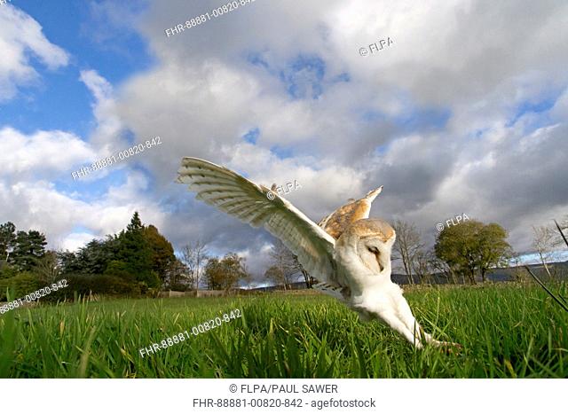 Barn Owl (Tyto alba) adult, flying, diving on prey in grassland, Cumbria, November, controlled subject