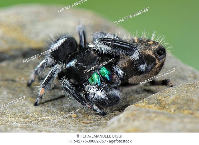 Regal Jumping Spider Phidippus regius adult pair, mating, U S A