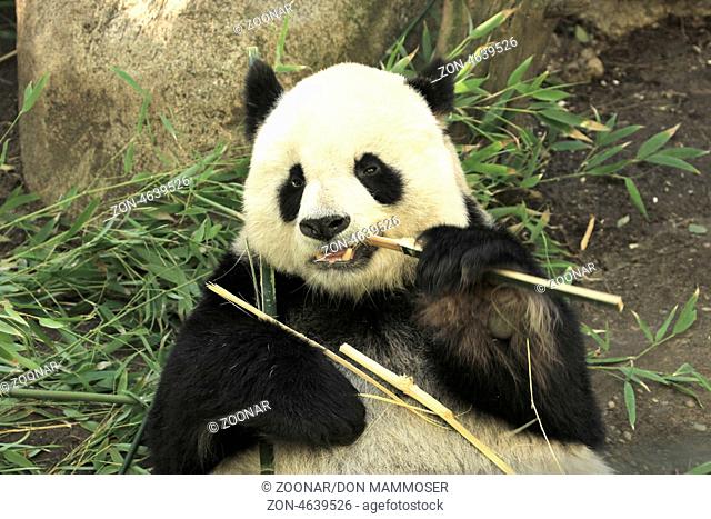 Portrait of giant panda bear (Ailuropoda Melanoleuca) eating bamboo