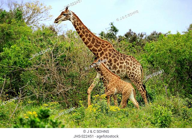 Cape Giraffe, (Giraffa camelopardalis giraffa), adult female with young searching for food, Saint Lucia Estuary, Isimangaliso Wetland Park, Kwazulu Natal
