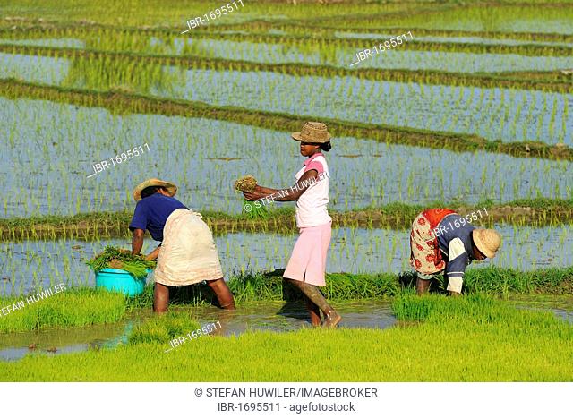Malagasy women harvesting rice near Morondava, Madagascar, Africa
