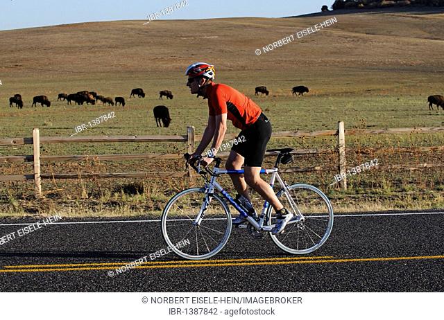 Race cyclist, bison herd, Mt Caramel, Utah, USA