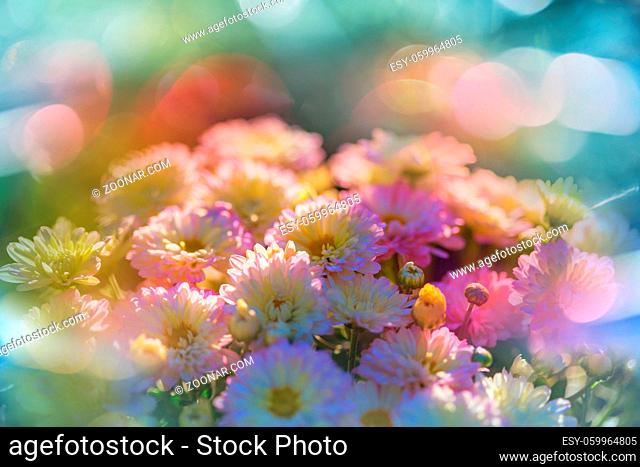Close-up shot of the beautiful flowers. Suitable for floral background