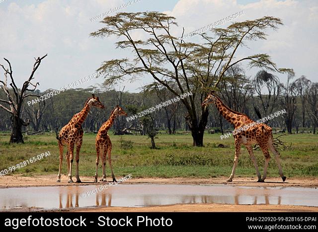 FILED - 20 August 2022, Kenya, Nakuru: Maasai giraffes stand at a waterhole in Lake Nakuru National Park. The park is located about 150 kilometers from the...