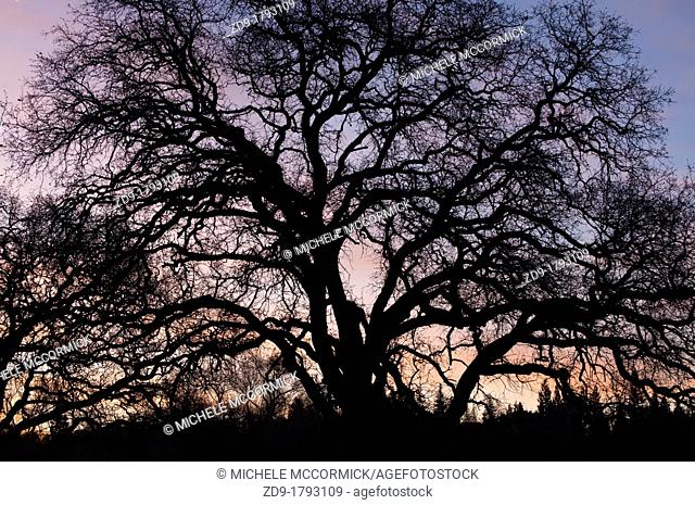 A bare-branched winter oak is silhouetted against the dawn sky