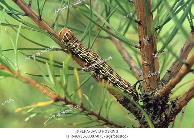 Pine Hawkmoth Hyloicus pinastri Fully grown caterpillar on pine
