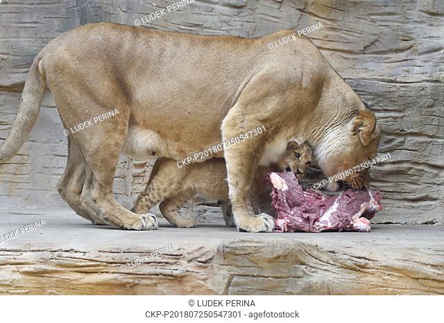 Cub of Barbary lion and their mother are eating meet in a zoo in Olomouc, Czech Republic, July 25, 2018. (CTK Photo/Ludek Perina)