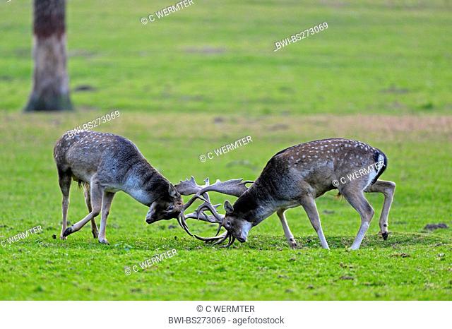 fallow deer Dama dama, Cervus dama, fighting stags at rutting time, Germany, North Rhine-Westphalia