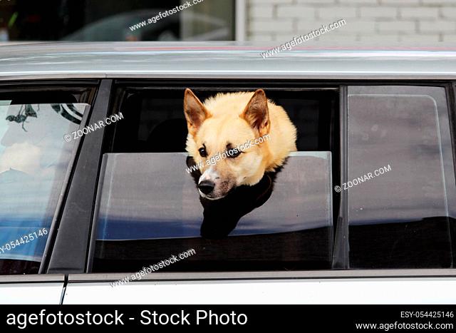 dog of Laika breed looks out of the half-open window of the car in anticipation of the owner