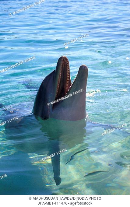 A bottlenose dolphin , Binomial name Tursiops Truncatus , Scientific classification Kingdom Animalia , Phylum Chordata , Class Mammalia , Order Cetacea